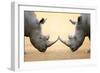 White Rhinoceros (Ceratotherium Simum) Head to Head - Kruger National Park (South Africa)-Johan Swanepoel-Framed Photographic Print