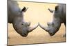 White Rhinoceros (Ceratotherium Simum) Head to Head - Kruger National Park (South Africa)-Johan Swanepoel-Mounted Photographic Print