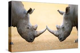 White Rhinoceros (Ceratotherium Simum) Head to Head - Kruger National Park (South Africa)-Johan Swanepoel-Stretched Canvas
