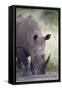 White Rhinoceros (Ceratotherium Simum), Hluhluwe Game Reserve, South Africa, Africa-James Hager-Framed Stretched Canvas