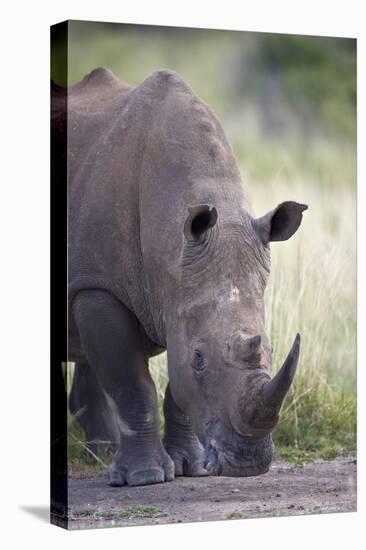 White Rhinoceros (Ceratotherium Simum), Hluhluwe Game Reserve, South Africa, Africa-James Hager-Stretched Canvas