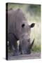 White Rhinoceros (Ceratotherium Simum), Hluhluwe Game Reserve, South Africa, Africa-James Hager-Stretched Canvas