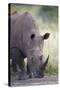 White Rhinoceros (Ceratotherium Simum), Hluhluwe Game Reserve, South Africa, Africa-James Hager-Stretched Canvas