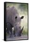 White Rhinoceros (Ceratotherium Simum), Hluhluwe Game Reserve, South Africa, Africa-James Hager-Framed Stretched Canvas