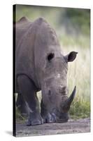 White Rhinoceros (Ceratotherium Simum), Hluhluwe Game Reserve, South Africa, Africa-James Hager-Stretched Canvas