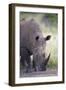 White Rhinoceros (Ceratotherium Simum), Hluhluwe Game Reserve, South Africa, Africa-James Hager-Framed Photographic Print