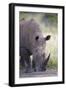 White Rhinoceros (Ceratotherium Simum), Hluhluwe Game Reserve, South Africa, Africa-James Hager-Framed Photographic Print