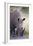 White Rhinoceros (Ceratotherium Simum), Hluhluwe Game Reserve, South Africa, Africa-James Hager-Framed Photographic Print