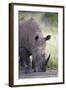 White Rhinoceros (Ceratotherium Simum), Hluhluwe Game Reserve, South Africa, Africa-James Hager-Framed Photographic Print