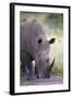 White Rhinoceros (Ceratotherium Simum), Hluhluwe Game Reserve, South Africa, Africa-James Hager-Framed Photographic Print