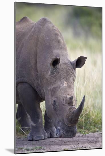 White Rhinoceros (Ceratotherium Simum), Hluhluwe Game Reserve, South Africa, Africa-James Hager-Mounted Photographic Print