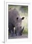 White Rhinoceros (Ceratotherium Simum), Hluhluwe Game Reserve, South Africa, Africa-James Hager-Framed Photographic Print