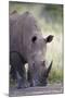 White Rhinoceros (Ceratotherium Simum), Hluhluwe Game Reserve, South Africa, Africa-James Hager-Mounted Photographic Print
