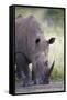 White Rhinoceros (Ceratotherium Simum), Hluhluwe Game Reserve, South Africa, Africa-James Hager-Framed Stretched Canvas