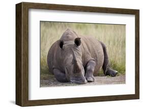 White Rhinoceros (Ceratotherium Simum), Hluhluwe Game Reserve, South Africa, Africa-James Hager-Framed Photographic Print