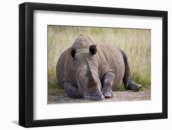 White Rhinoceros (Ceratotherium Simum), Hluhluwe Game Reserve, South Africa, Africa-James Hager-Framed Photographic Print