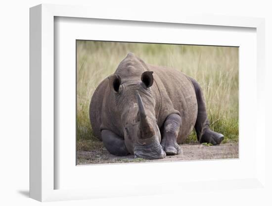 White Rhinoceros (Ceratotherium Simum), Hluhluwe Game Reserve, South Africa, Africa-James Hager-Framed Photographic Print