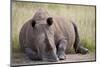 White Rhinoceros (Ceratotherium Simum), Hluhluwe Game Reserve, South Africa, Africa-James Hager-Mounted Photographic Print