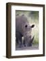 White Rhinoceros (Ceratotherium Simum), Hluhluwe Game Reserve, South Africa, Africa-James Hager-Framed Photographic Print