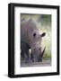 White Rhinoceros (Ceratotherium Simum), Hluhluwe Game Reserve, South Africa, Africa-James Hager-Framed Photographic Print