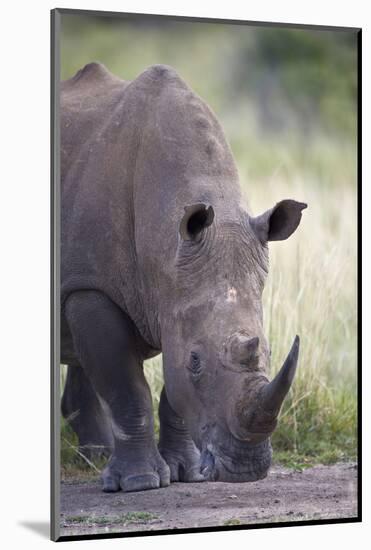 White Rhinoceros (Ceratotherium Simum), Hluhluwe Game Reserve, South Africa, Africa-James Hager-Mounted Photographic Print