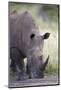 White Rhinoceros (Ceratotherium Simum), Hluhluwe Game Reserve, South Africa, Africa-James Hager-Mounted Photographic Print