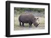White Rhinoceros (Ceratotherium Simum), Hluhluwe Game Reserve, South Africa, Africa-James Hager-Framed Photographic Print