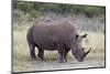 White Rhinoceros (Ceratotherium Simum), Hluhluwe Game Reserve, South Africa, Africa-James Hager-Mounted Photographic Print