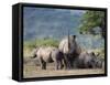 White Rhinoceros (Ceratotherium Simum), Hluhluwe Umfolozi Park, Kwazulu Natal, South Africa, Africa-Ann & Steve Toon-Framed Stretched Canvas