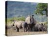 White Rhinoceros (Ceratotherium Simum), Hluhluwe Umfolozi Park, Kwazulu Natal, South Africa, Africa-Ann & Steve Toon-Stretched Canvas