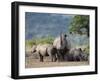 White Rhinoceros (Ceratotherium Simum), Hluhluwe Umfolozi Park, Kwazulu Natal, South Africa, Africa-Ann & Steve Toon-Framed Photographic Print