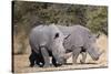 White rhinoceros (Ceratotherium simum), Kalahari, Botswana, Africa-Sergio Pitamitz-Stretched Canvas