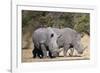 White rhinoceros (Ceratotherium simum), Kalahari, Botswana, Africa-Sergio Pitamitz-Framed Photographic Print