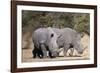 White rhinoceros (Ceratotherium simum), Kalahari, Botswana, Africa-Sergio Pitamitz-Framed Photographic Print