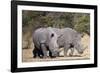 White rhinoceros (Ceratotherium simum), Kalahari, Botswana, Africa-Sergio Pitamitz-Framed Photographic Print