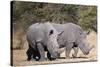 White rhinoceros (Ceratotherium simum), Kalahari, Botswana, Africa-Sergio Pitamitz-Stretched Canvas