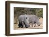 White rhinoceros (Ceratotherium simum), Kalahari, Botswana, Africa-Sergio Pitamitz-Framed Photographic Print