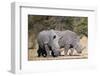 White rhinoceros (Ceratotherium simum), Kalahari, Botswana, Africa-Sergio Pitamitz-Framed Photographic Print