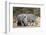 White rhinoceros (Ceratotherium simum), Kalahari, Botswana, Africa-Sergio Pitamitz-Framed Photographic Print