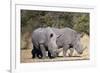 White rhinoceros (Ceratotherium simum), Kalahari, Botswana, Africa-Sergio Pitamitz-Framed Photographic Print