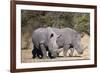 White rhinoceros (Ceratotherium simum), Kalahari, Botswana, Africa-Sergio Pitamitz-Framed Photographic Print