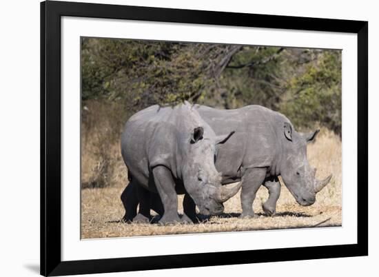 White rhinoceros (Ceratotherium simum), Kalahari, Botswana, Africa-Sergio Pitamitz-Framed Photographic Print