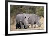 White rhinoceros (Ceratotherium simum), Kalahari, Botswana, Africa-Sergio Pitamitz-Framed Photographic Print