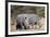 White rhinoceros (Ceratotherium simum), Kalahari, Botswana, Africa-Sergio Pitamitz-Framed Photographic Print