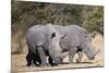 White rhinoceros (Ceratotherium simum), Kalahari, Botswana, Africa-Sergio Pitamitz-Mounted Photographic Print