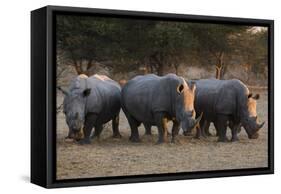 White rhinoceros (Ceratotherium simum), Kalahari, Botswana, Africa-Sergio Pitamitz-Framed Stretched Canvas