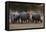 White rhinoceros (Ceratotherium simum), Kalahari, Botswana, Africa-Sergio Pitamitz-Framed Stretched Canvas