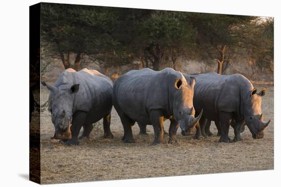 White rhinoceros (Ceratotherium simum), Kalahari, Botswana, Africa-Sergio Pitamitz-Stretched Canvas