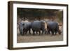 White rhinoceros (Ceratotherium simum), Kalahari, Botswana, Africa-Sergio Pitamitz-Framed Photographic Print