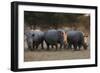 White rhinoceros (Ceratotherium simum), Kalahari, Botswana, Africa-Sergio Pitamitz-Framed Photographic Print